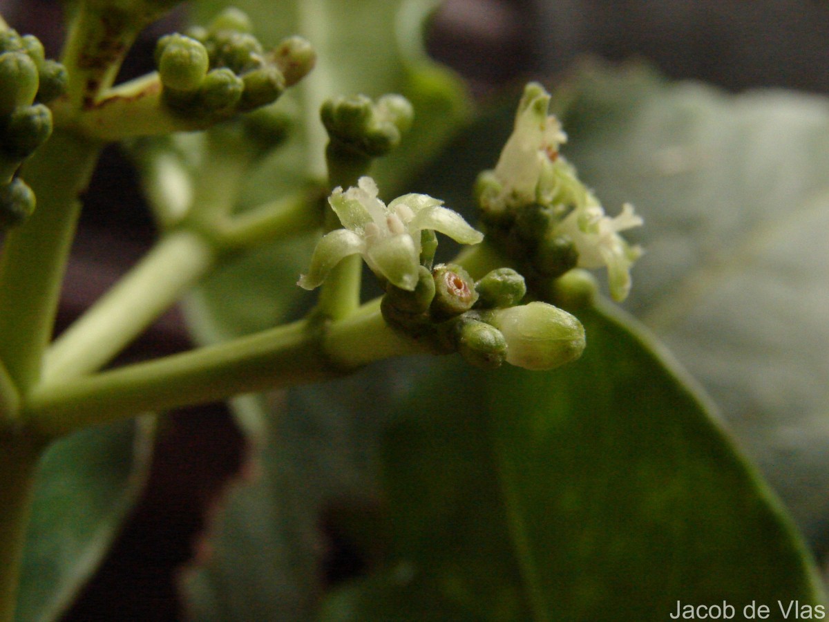 Psychotria gardneri Hook.f.